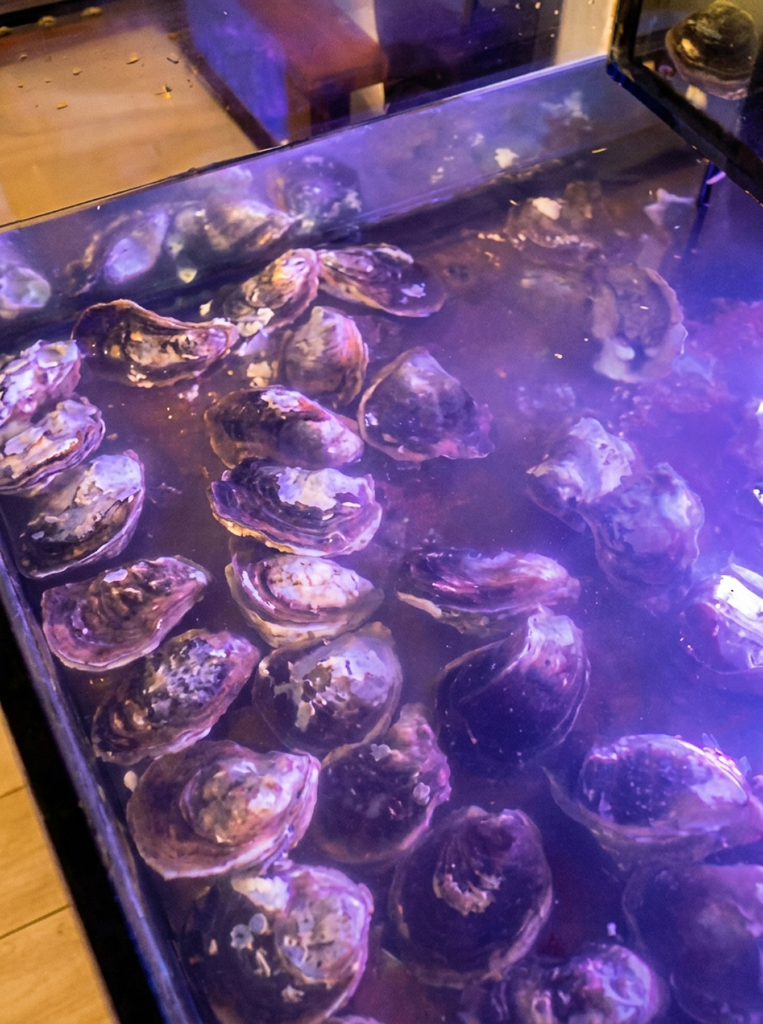 Fresh_oyster_aquariums_photo_202608191312