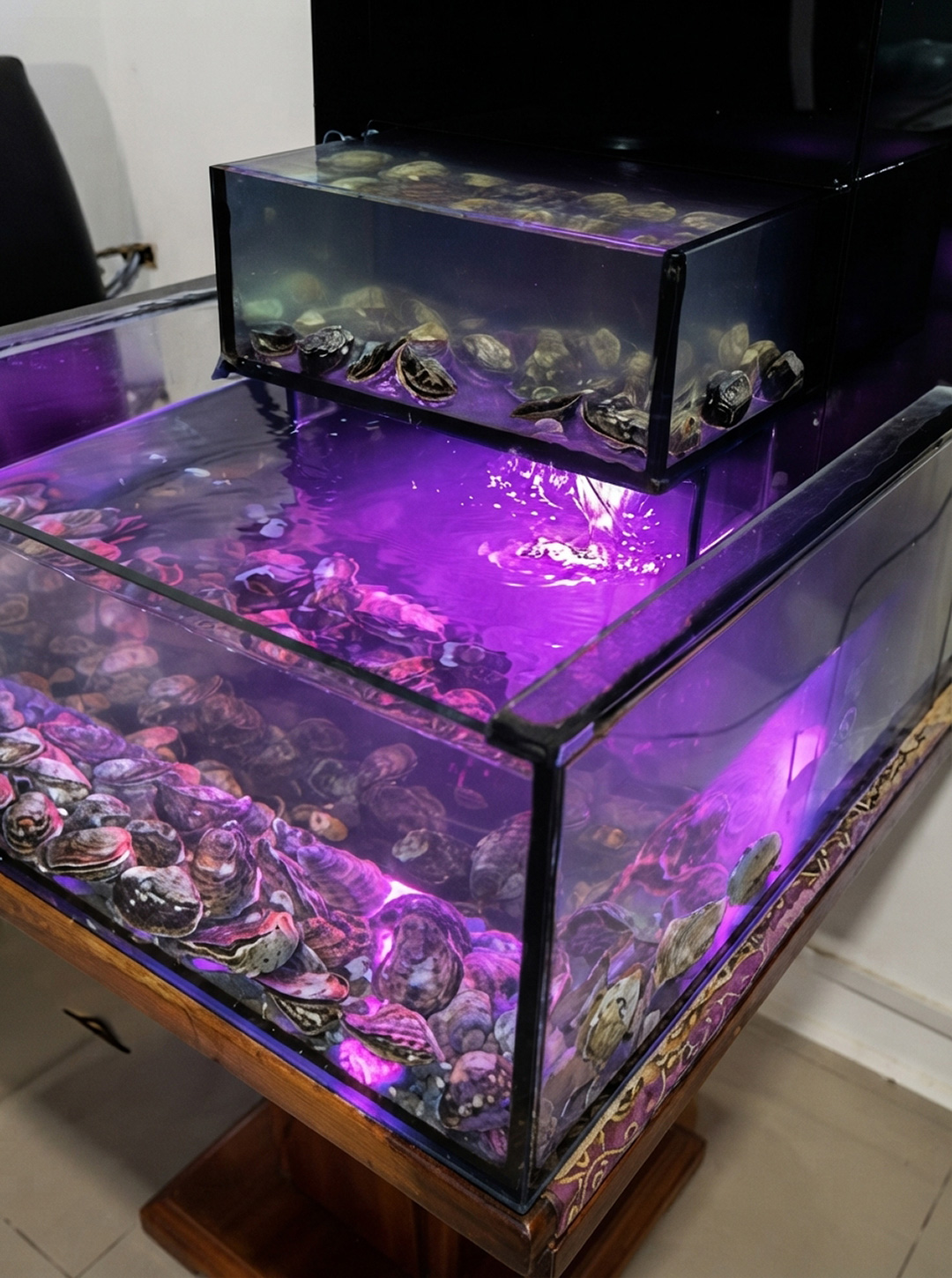 Improve_oyster_aquarium_photo_qu…_202608191312